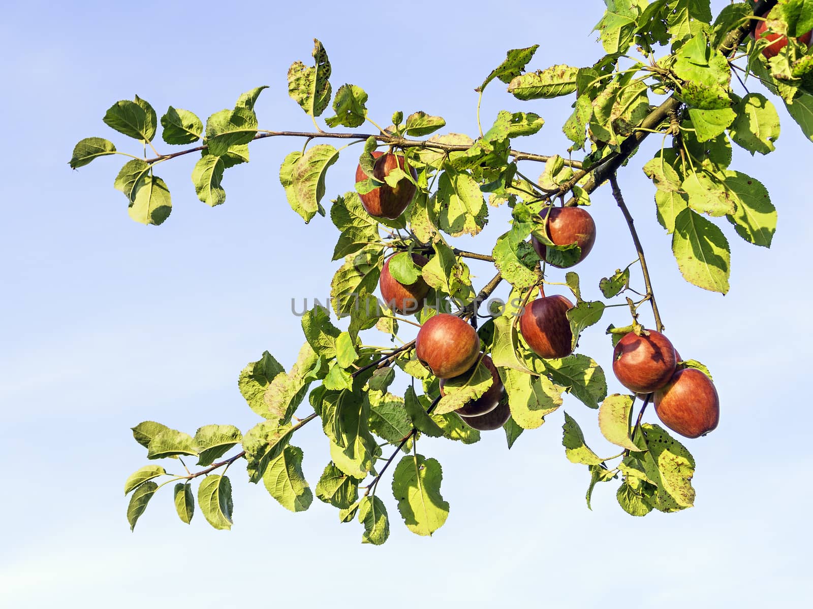 Closeup of ripe and red apples on the branches of an apple tree