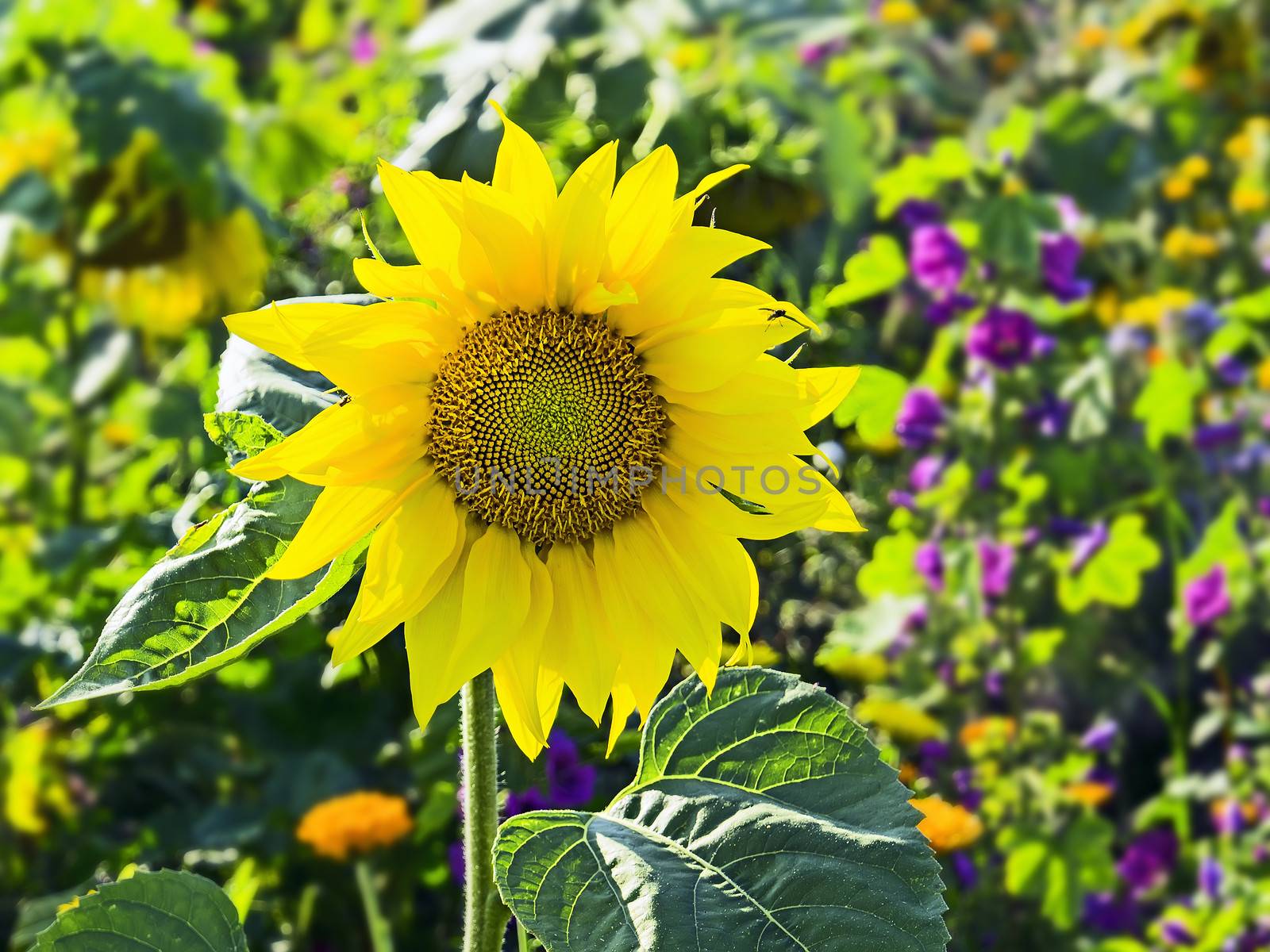 Sunflower in a garden in summer at a sunny day