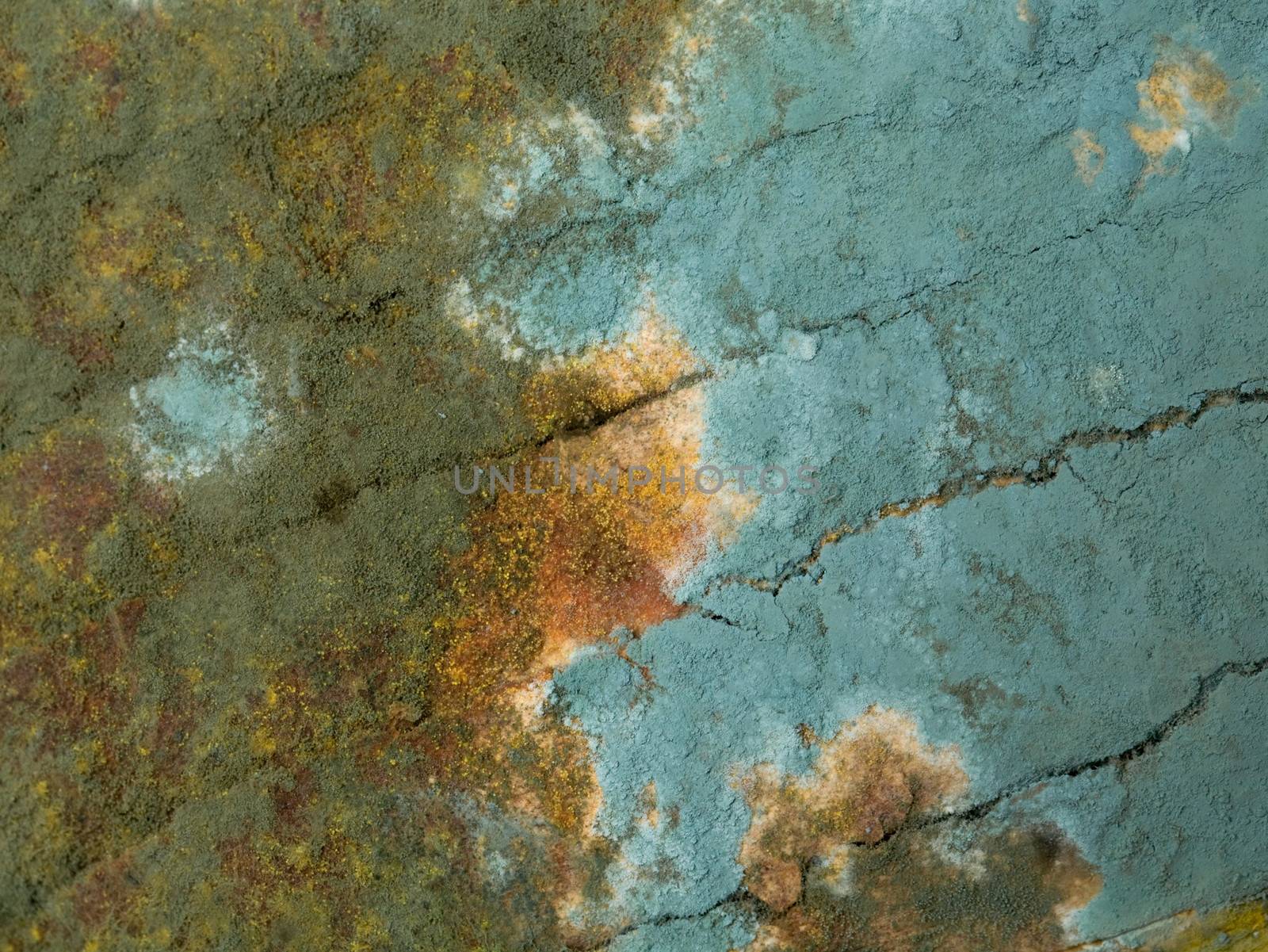 mold closeup