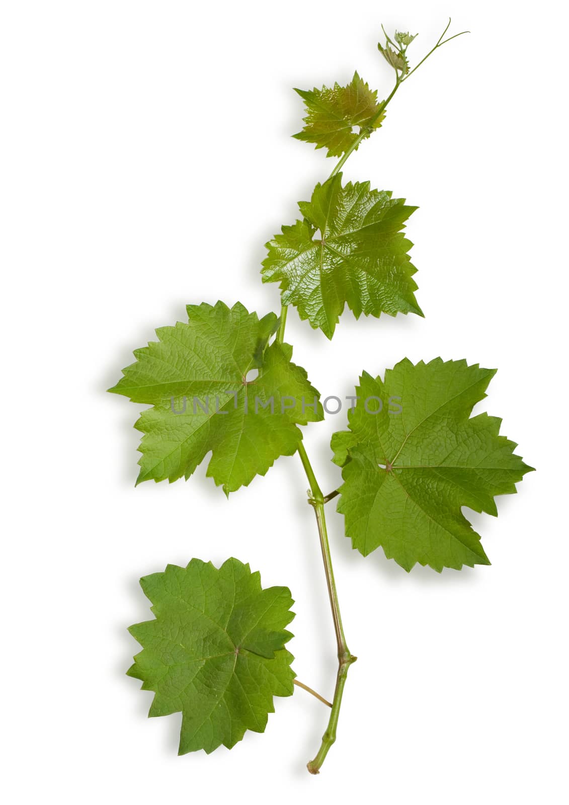 Spring young leaves of grape isolatedwith clipping path