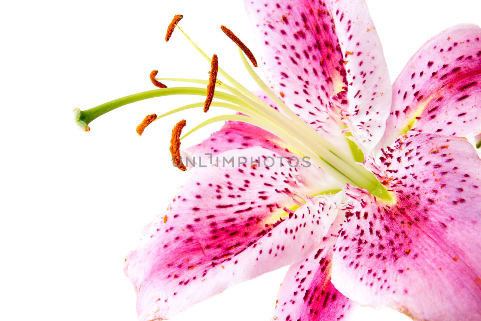 Closeup of a beautiful pink lily flower isolated on white.