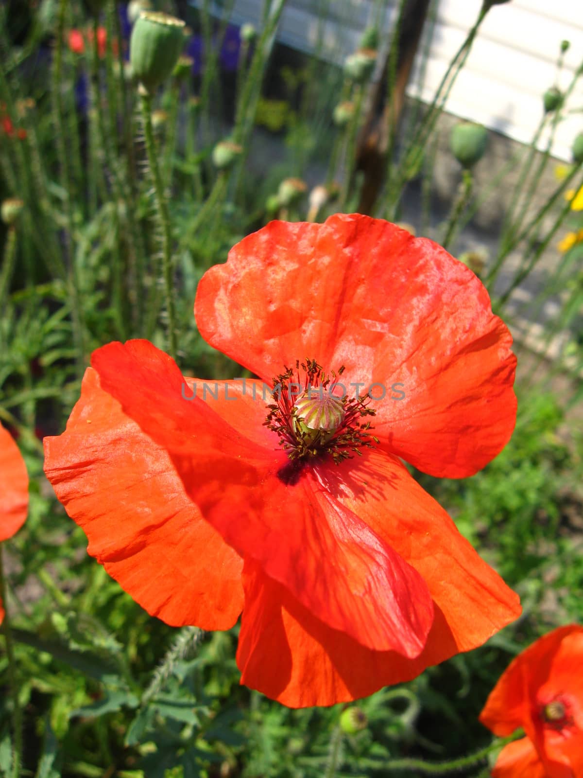 image of the beautiful red flower of red poppy