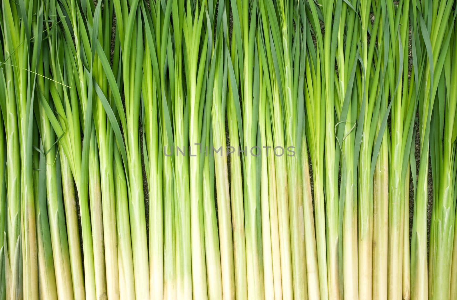 stalks of green reeds background