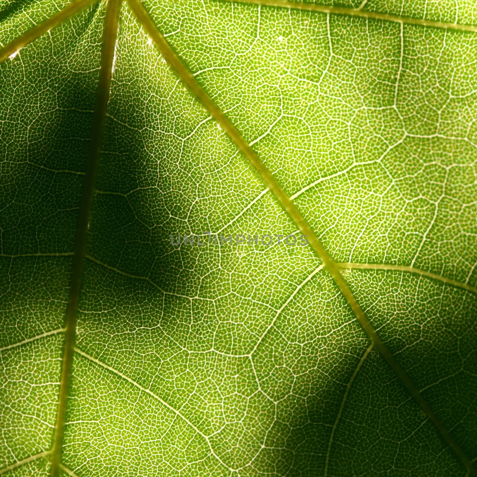 green leaf beautiful nature background
