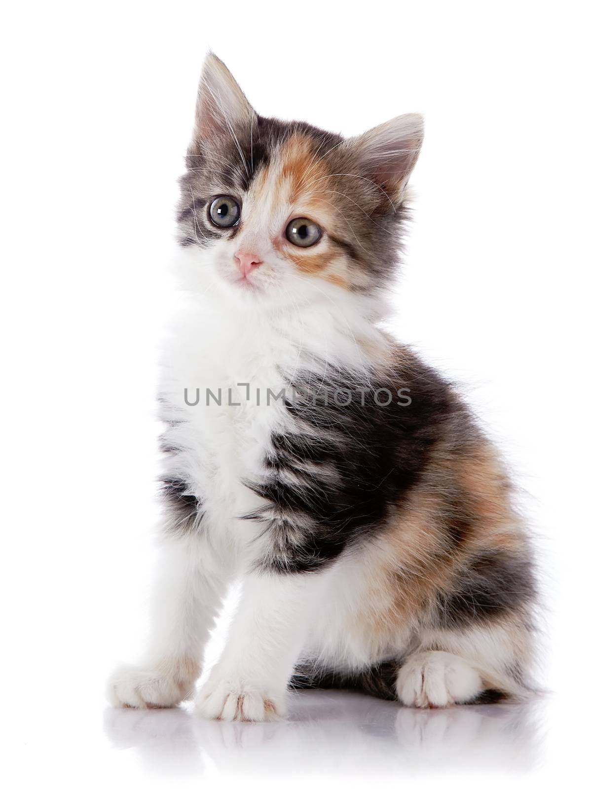 Multi-colored small kitten. Kitten on a white background. Small predator. Small cat.