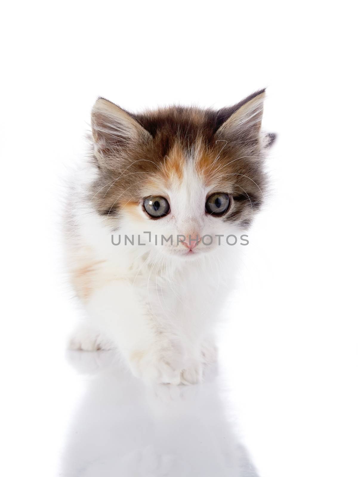 Kitten on a white background. by Azaliya