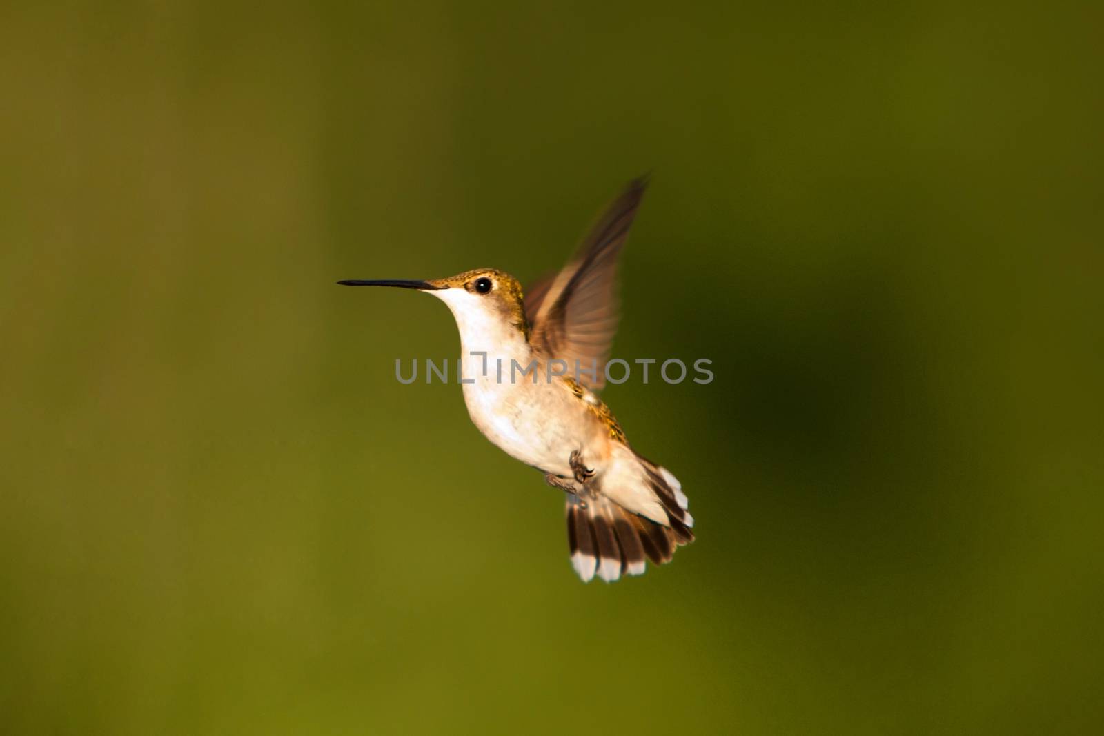Beautiful female hummingbird mid flight with tailfeathers spread and wings up, on green blurred vegetation background.
