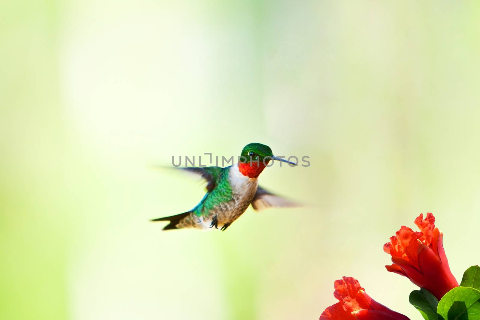 Beautiful male hummingbird with green back and red chest flying towards flower to feed on nectar, on green blurred background.