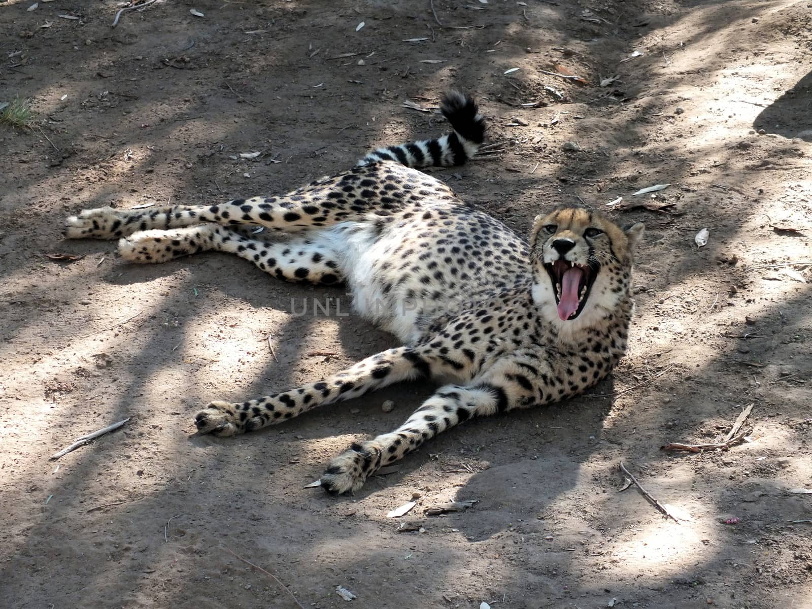 Cheetah by glynspencer