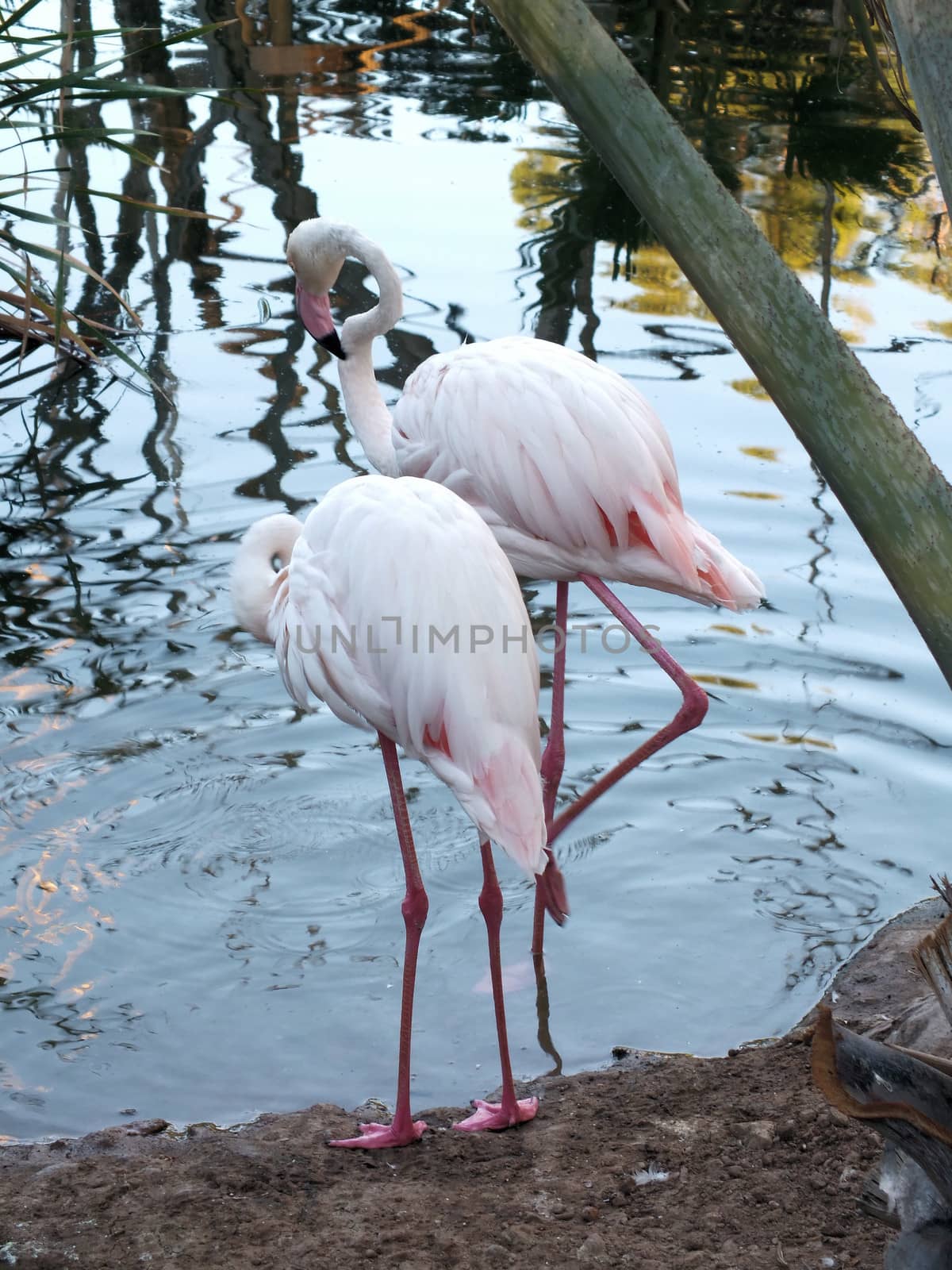 Greater Flamingos (Phoenicopterus roseus) are the largest member of the flamingo family and they are the most widespread. They stand up to 5ft tall, have a wingspan between 4.5 - 5.5 ft and they weigh up to 9lb. 