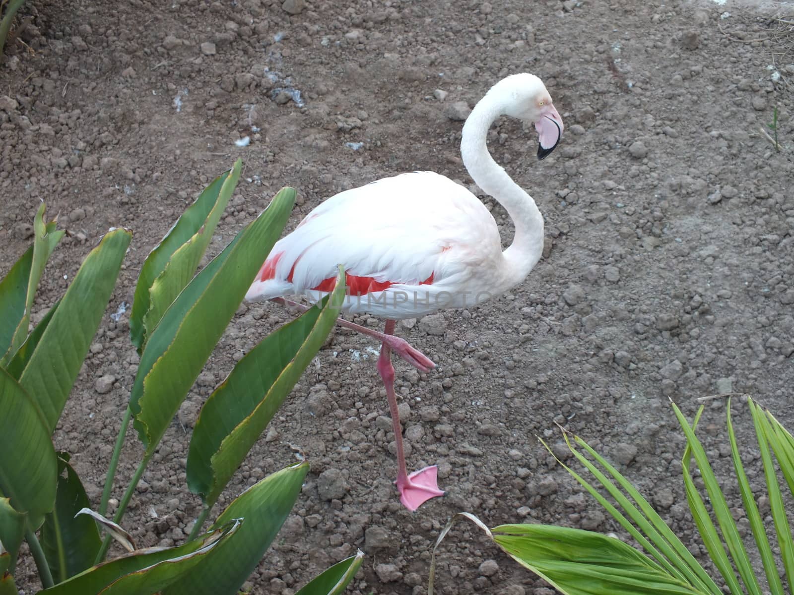 Greater Flamingos (Phoenicopterus roseus) are the largest member of the flamingo family and they are the most widespread. They stand up to 5ft tall, have a wingspan between 4.5 - 5.5 ft and they weigh up to 9lb. 