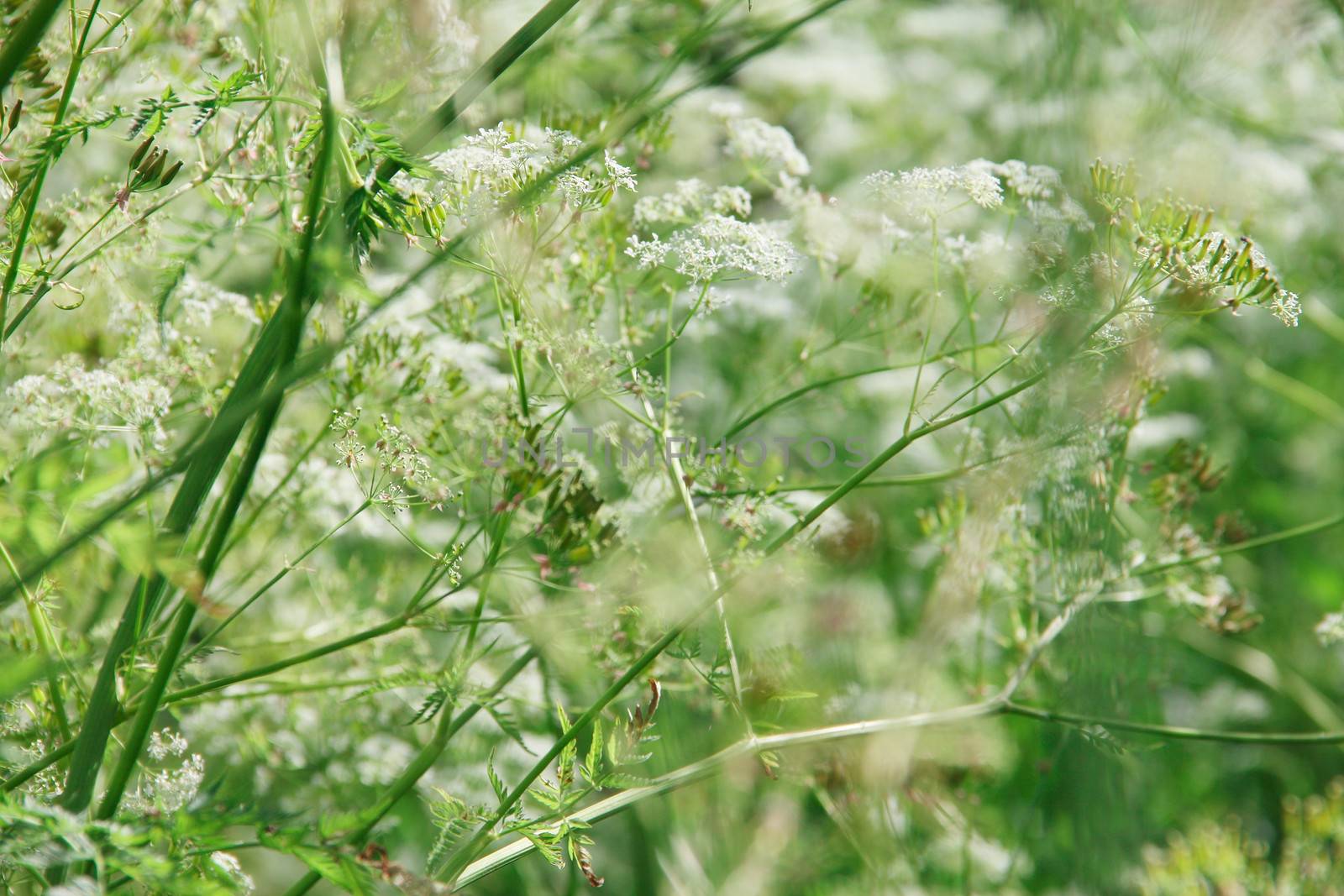 Beautiful wild summer flowers close-up background