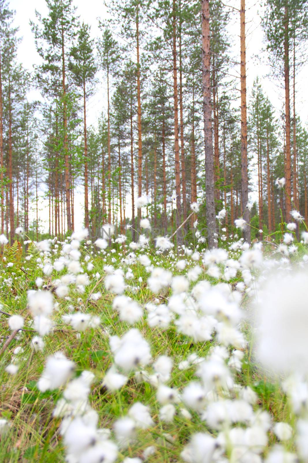 Blooming white flowers of Cottongrass in Lapland pine forest