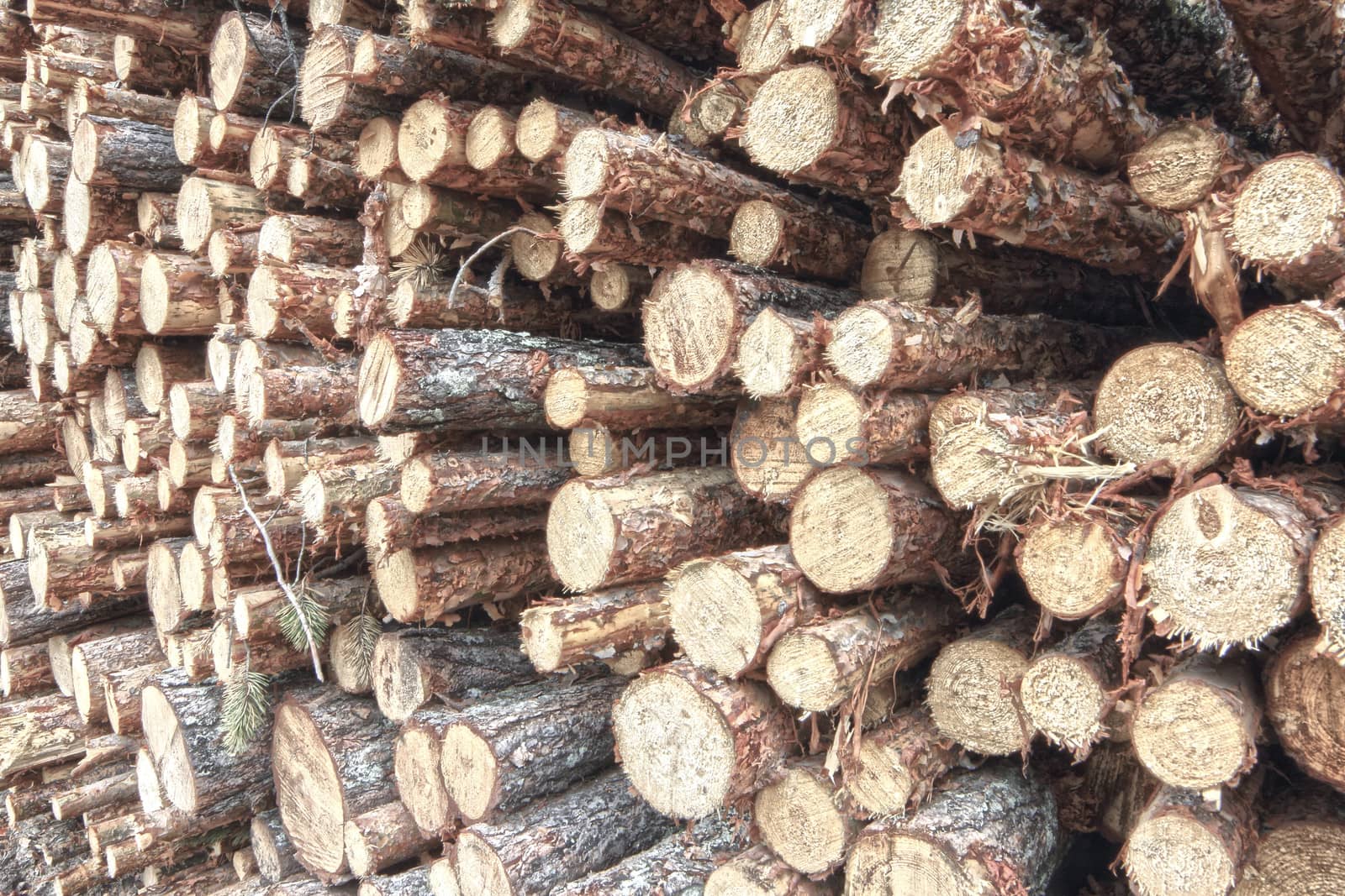 Freshly cut tree logs piled up close-up