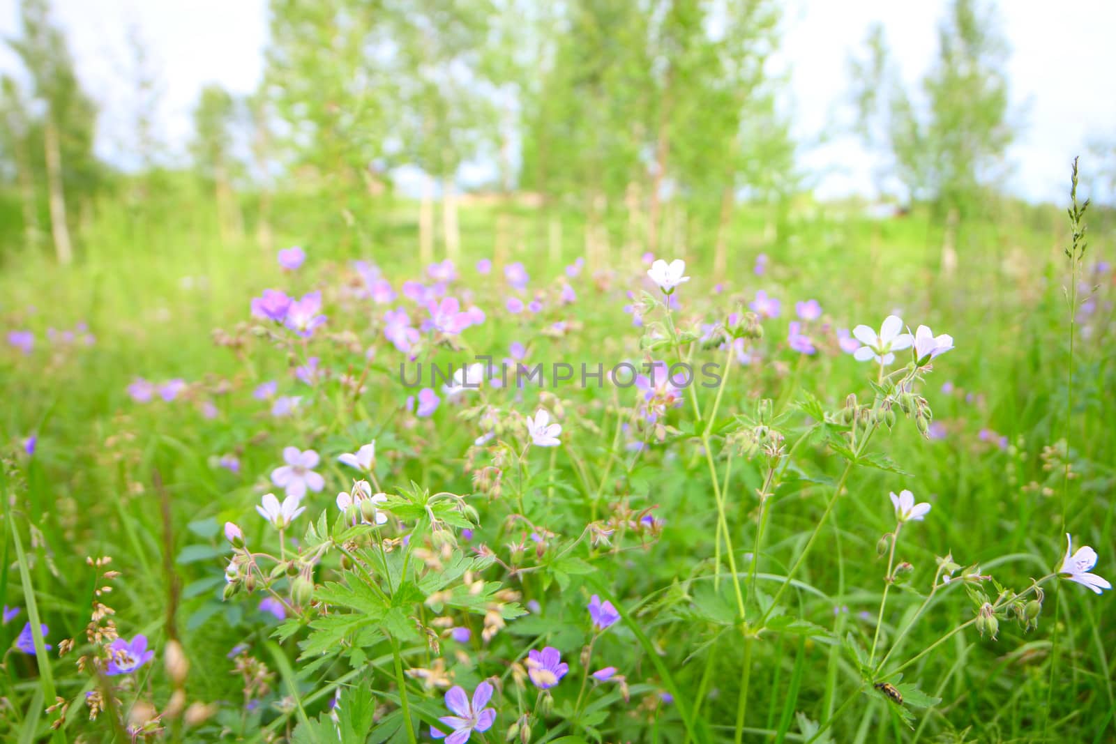 Wild flowers in grass, natural background
