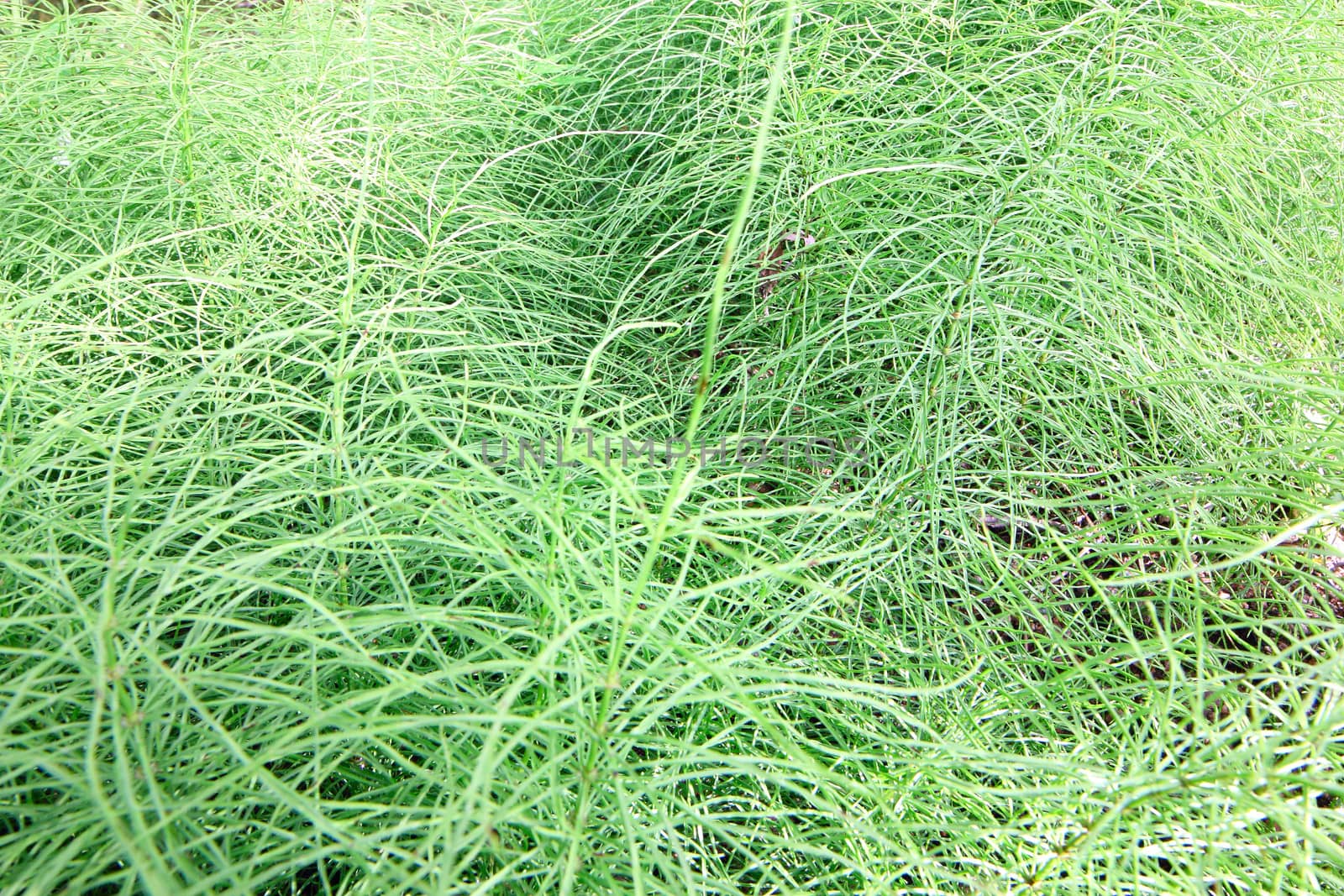 Bright green grass background close up