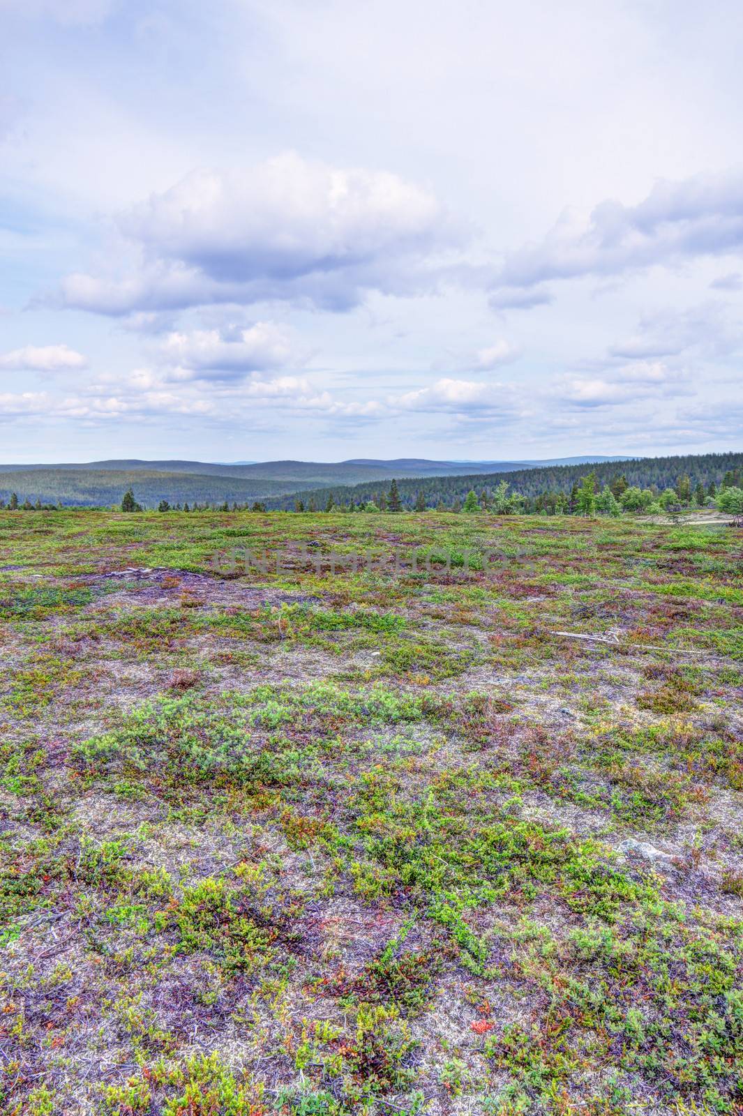 Beautiful summer tundra landscape in Lapland, Finland