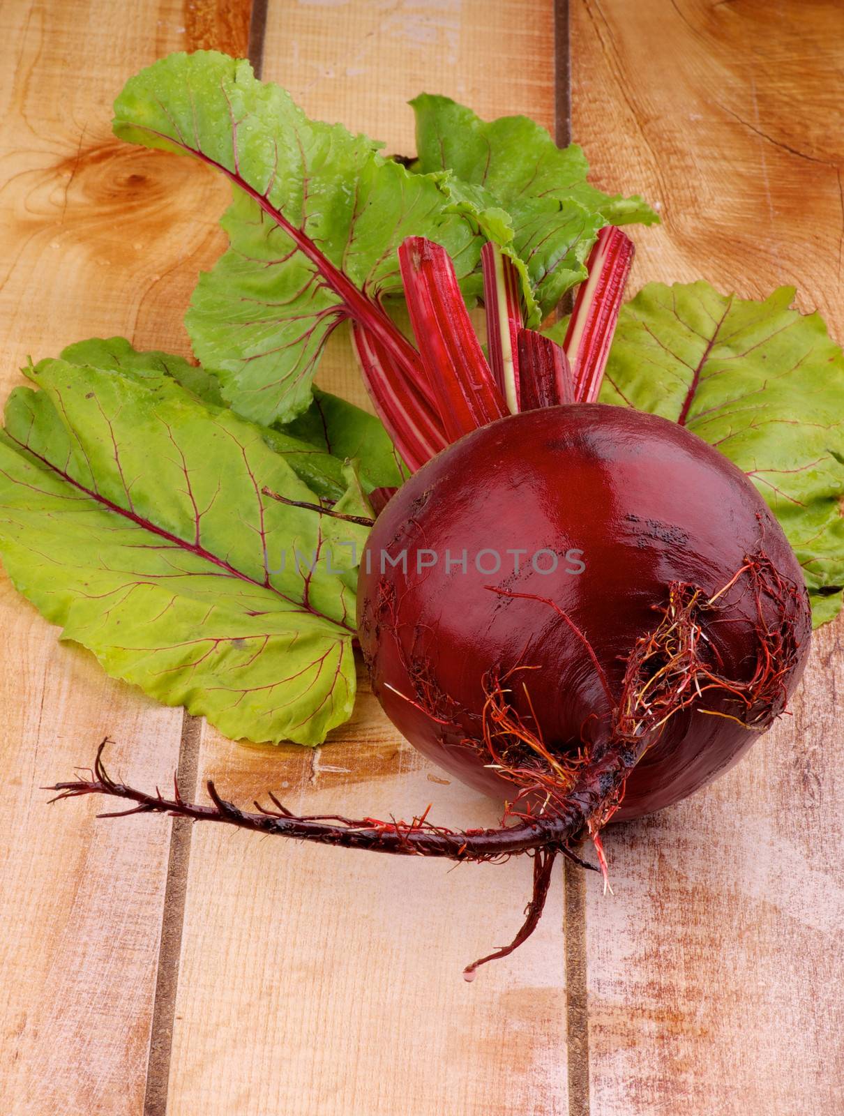 Big Raw New Harvest Beetroot with Beet Tops closeup on Wooden background