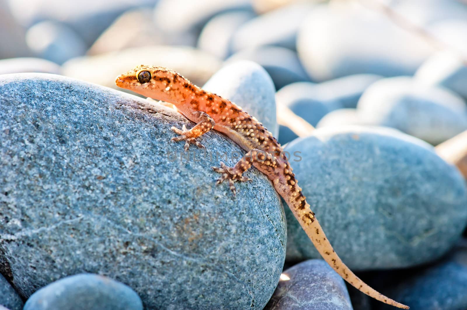 gekkonovaya young lizard basking in the sun while sitting on a big gray stone by kosmsos111