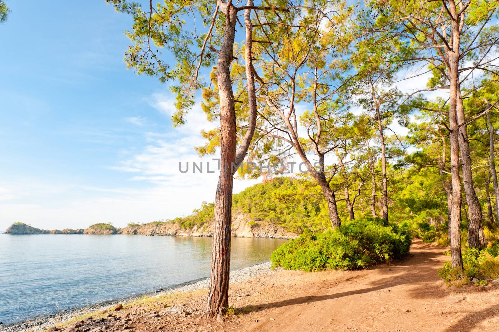 Sea bay with clear calm water in a pine forest