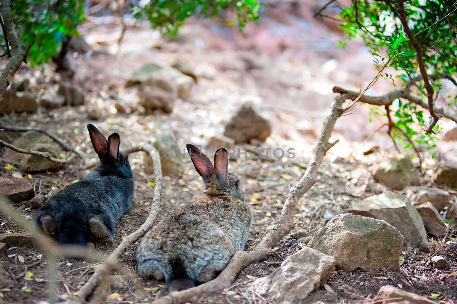 Two fluffy bunny lying down resting in the shade of a tree, rear view by kosmsos111