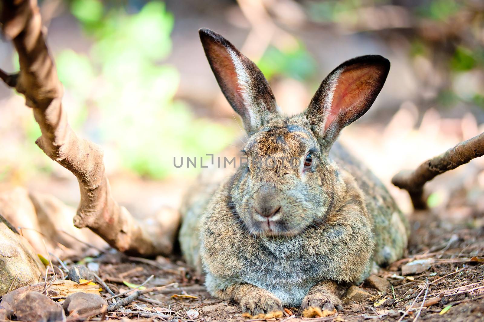 fat gray rabbit is resting on the ground in the shade of trees