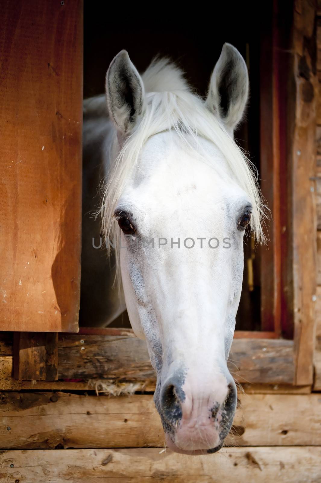 head white racehorse looks out of the window stall by kosmsos111
