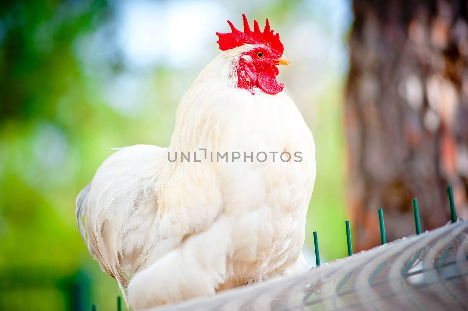 pure white rooster sits at the top of the cells in the chicken coop by kosmsos111