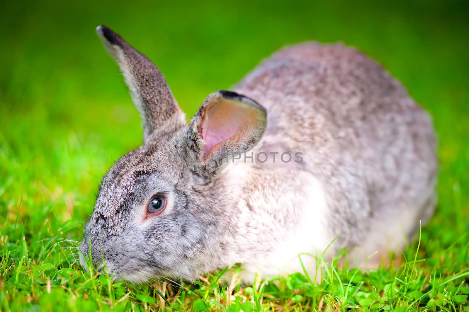 large pet rabbit eating green grass in the field by kosmsos111