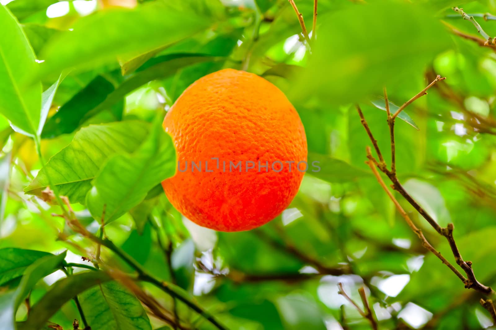 ripe oranges hanging on a branch of an orange tree in the grove