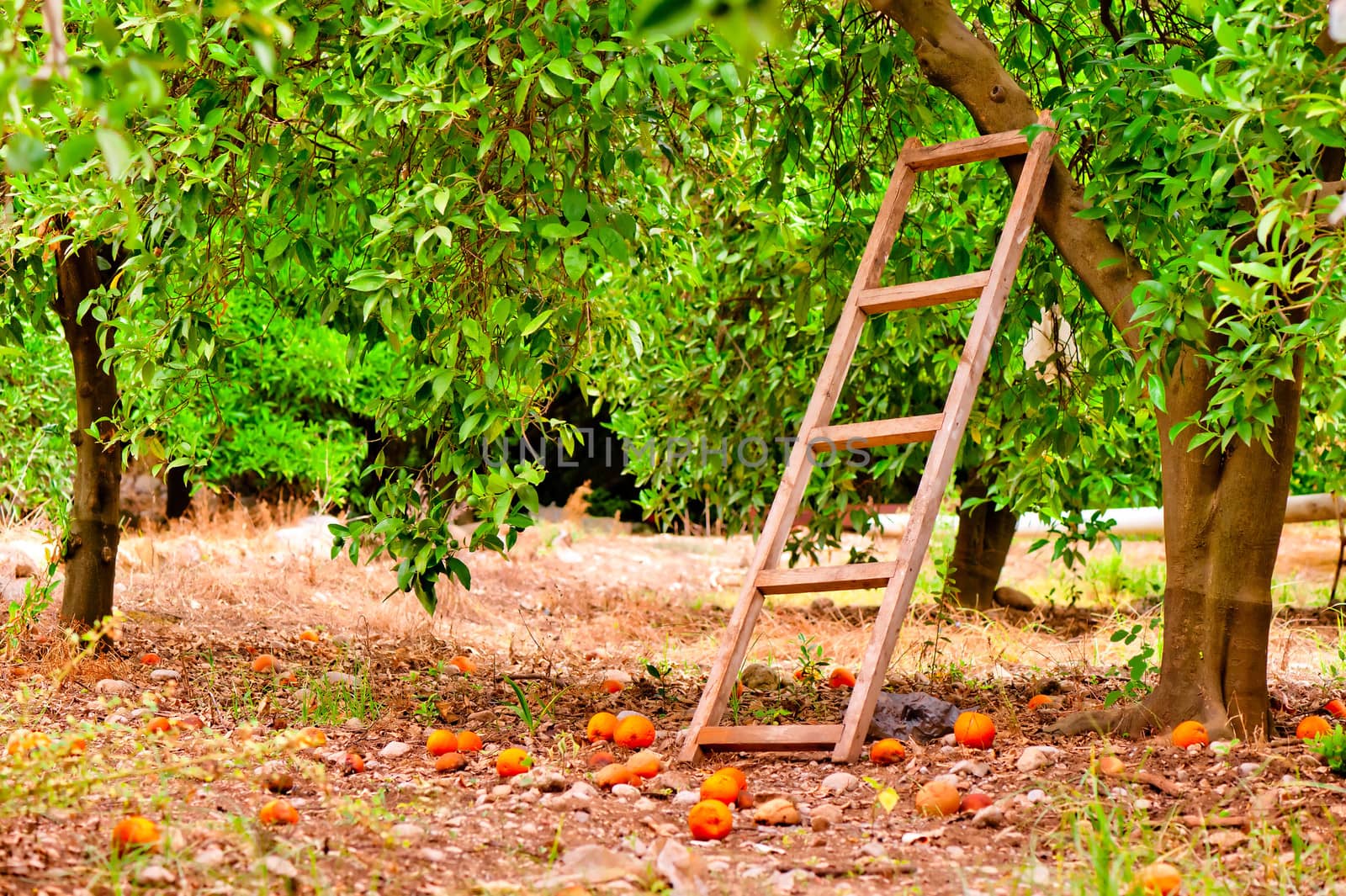 harvest on orange citrus trees in the garden and a staircase at the tree by kosmsos111