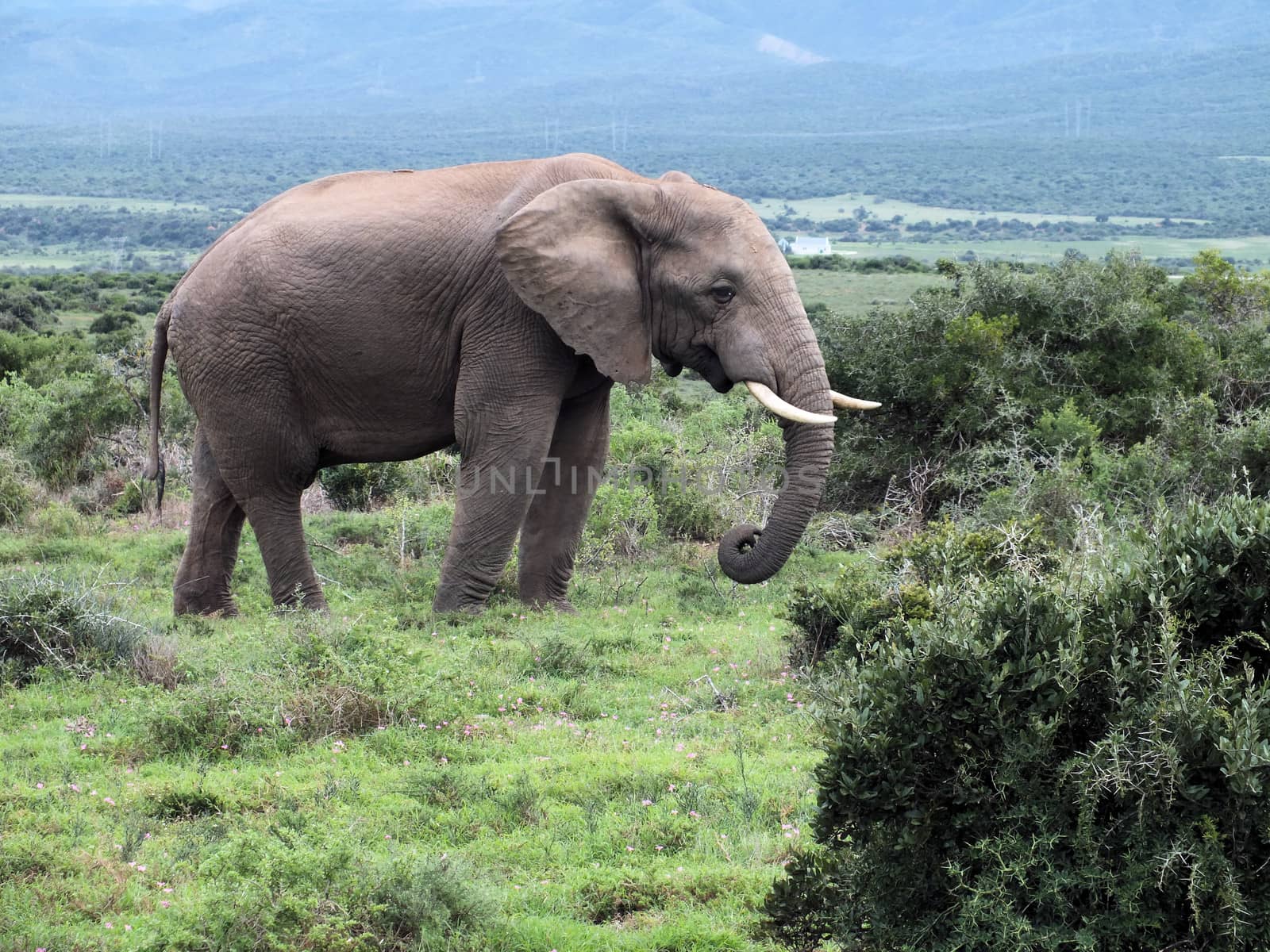 African elephants (Loxodonta africana) can be found in Eastern, Southern and West Africa, either in dense forests, mopane and miombo woodlands, Sahelian scrub or deserts. The IUCN Red List considers elephants as vulnerable, mainly due to ivory poaching.