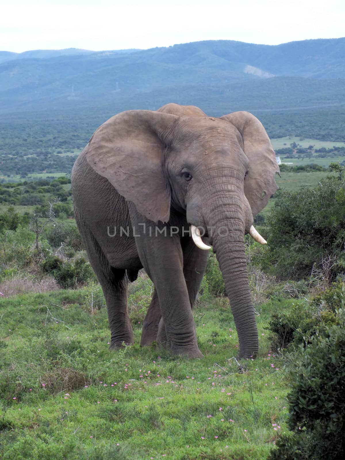 Bull Elephant by glynspencer