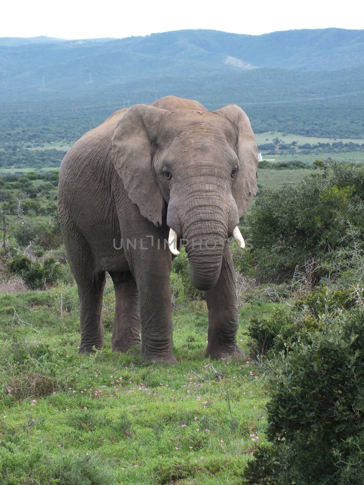 Bull Elephant by glynspencer