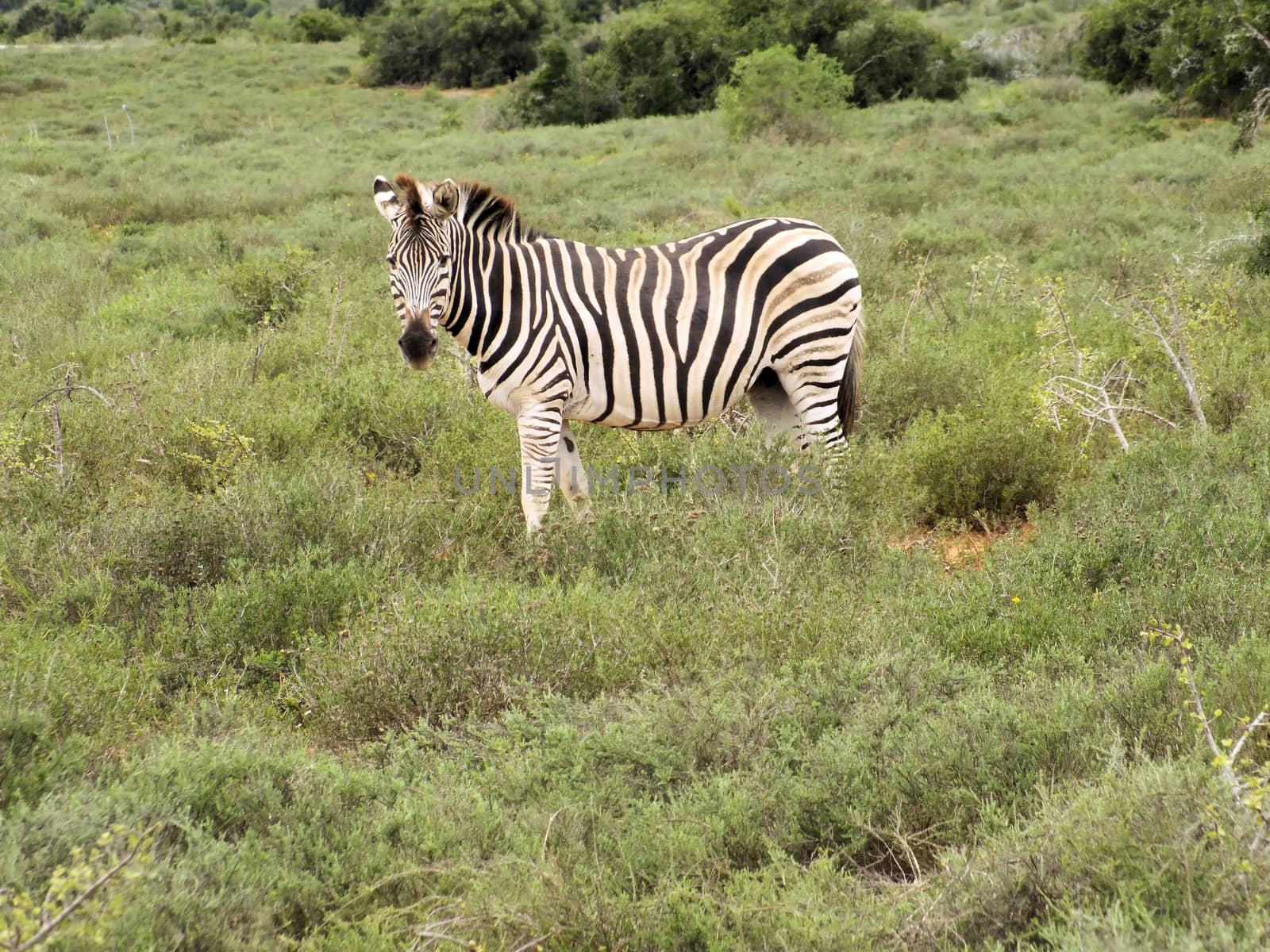 Zebra feeding on the grass plains of South Africa's Addo National Park