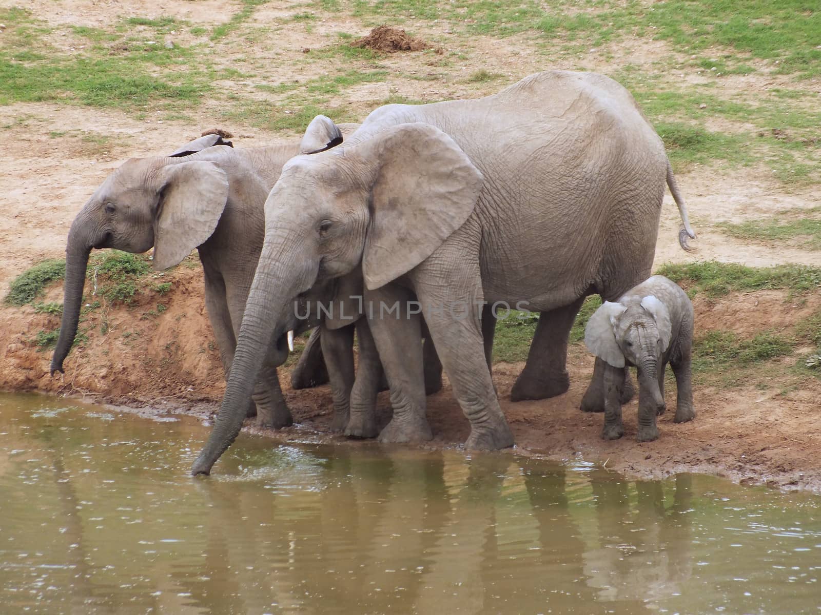 Elephant family at a waterhole by glynspencer