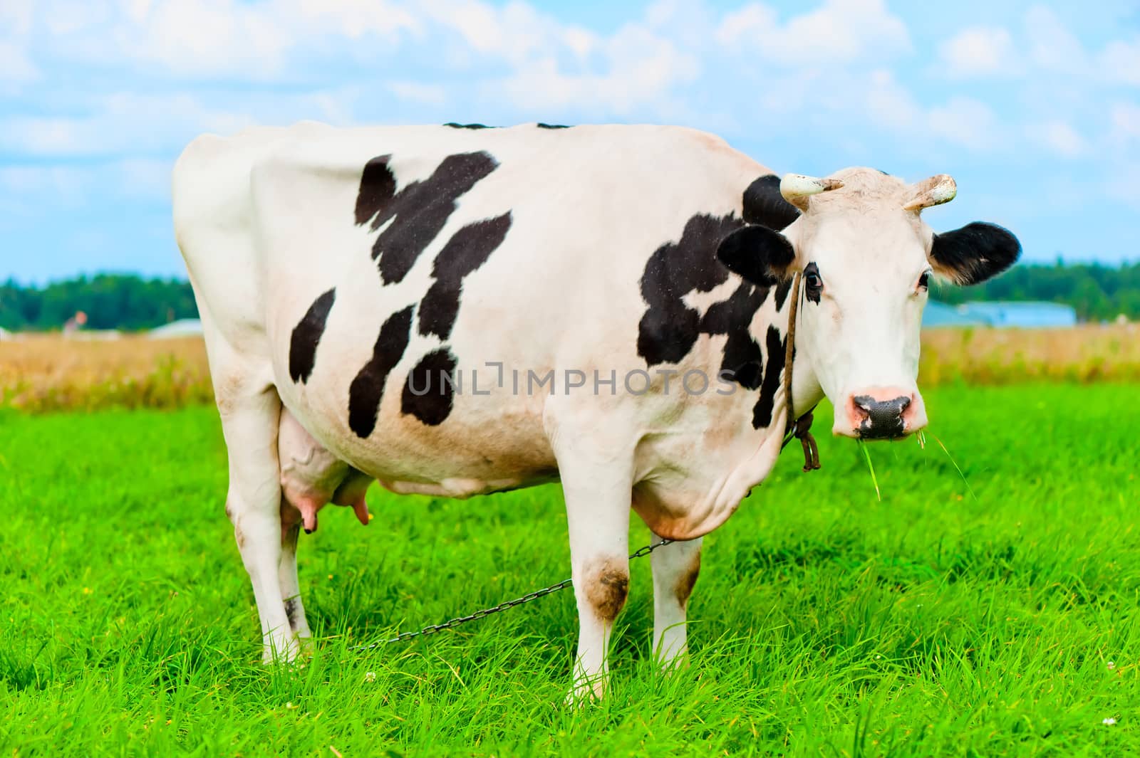 cow on the chain chews grass on a green meadow by kosmsos111