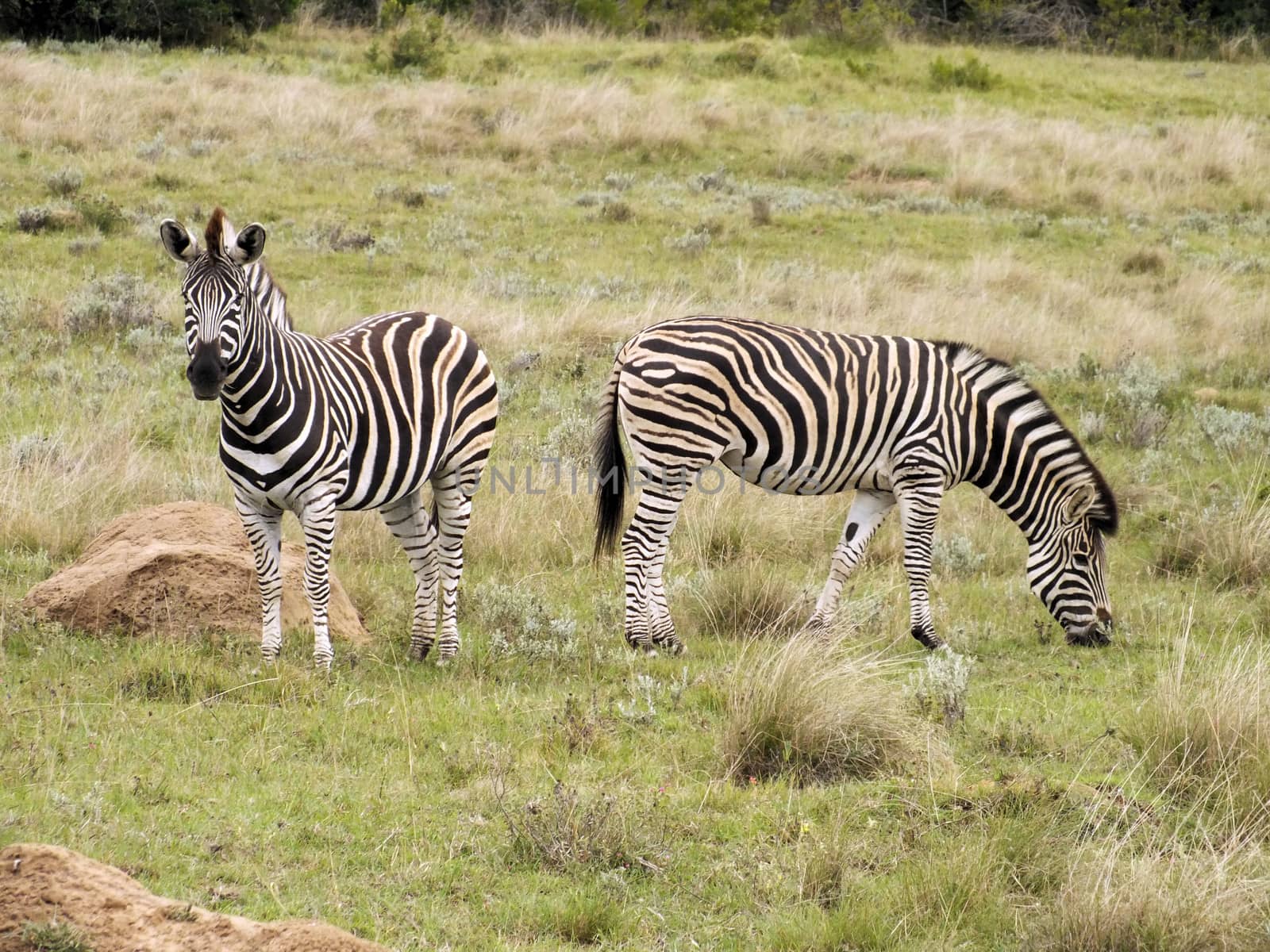 Zebra Feeding on the grass plains of South Africa's Addo National Park