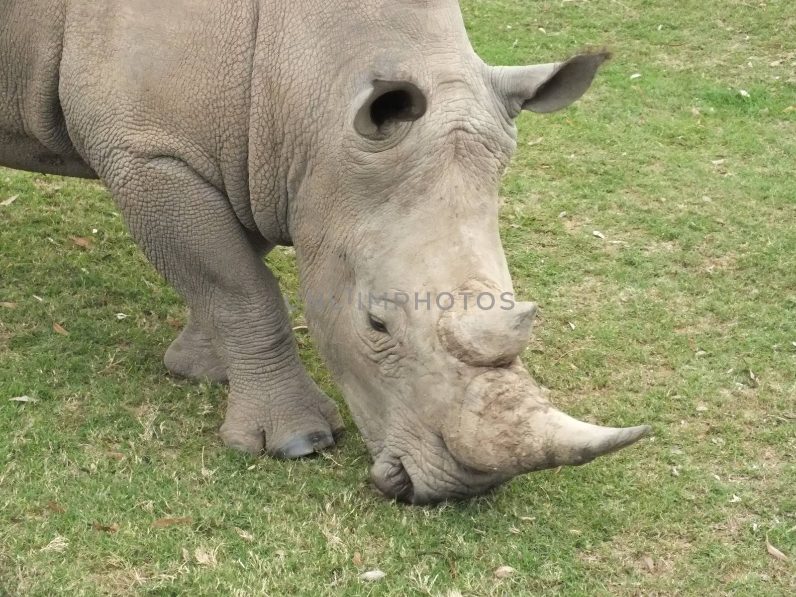 Members of the rhinoceros family are characterized by their large size, with all of the species able to reach one tonne or more in weight.They have a thick protective skin, 1.5-5 cm thick, formed from layers of collagen positioned in a lattice structure and relatively small brains for mammals this size (400-600 g). They are poached for their horns which are used by some cultures for ornamental or traditional medicinal purposes. Rhinos have a herbivorous diet, generally eating leafy material.