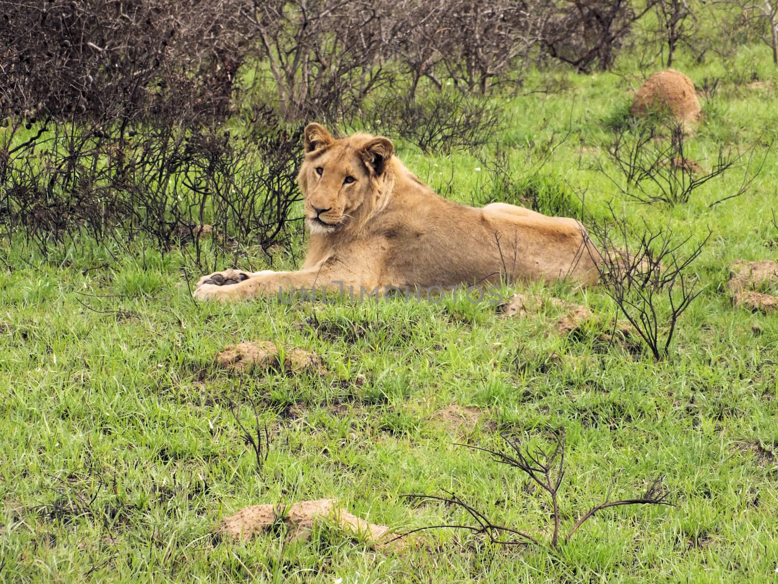 A lioness (Panthera leo) resting on the grass plains of South Africa's Eastern Cape