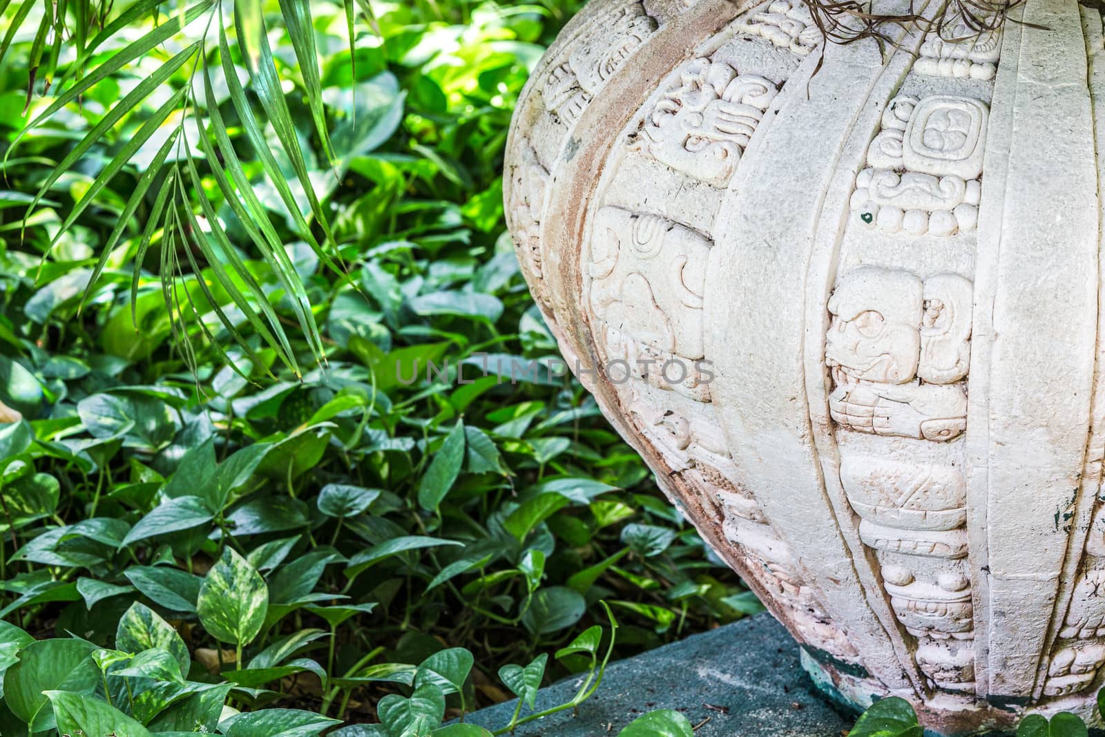 Hedera colchica, suphur hearts at Botanical garden by the Mayan Vase