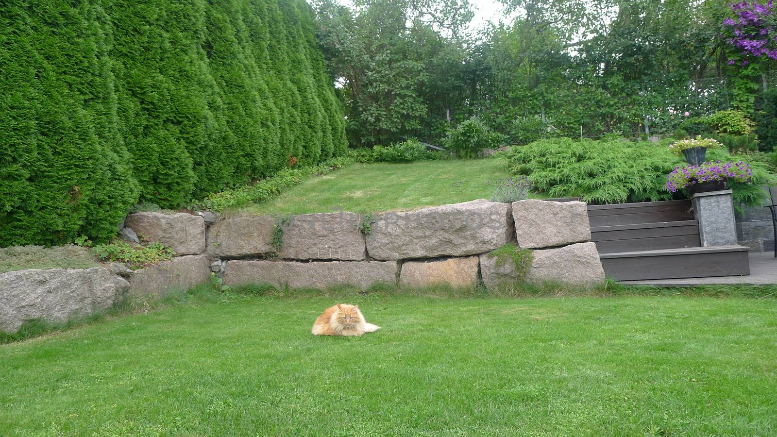 Scandinavian Lifestyle - Cat relaxing in the garden by Bildehagen