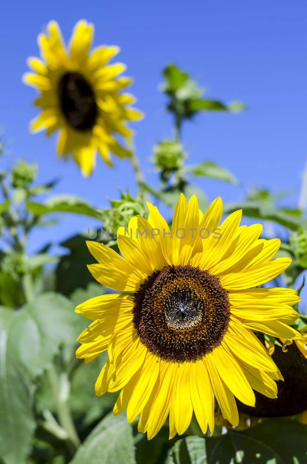 Close-up of sunflowers against a blue sky.