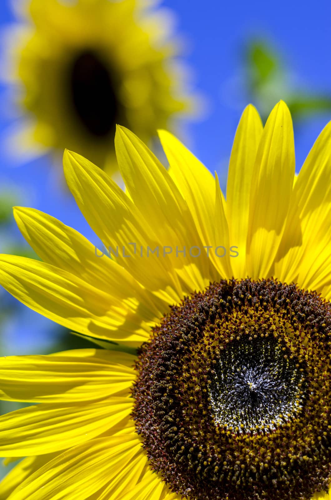 Close-up of sunflowers against a blue sky.