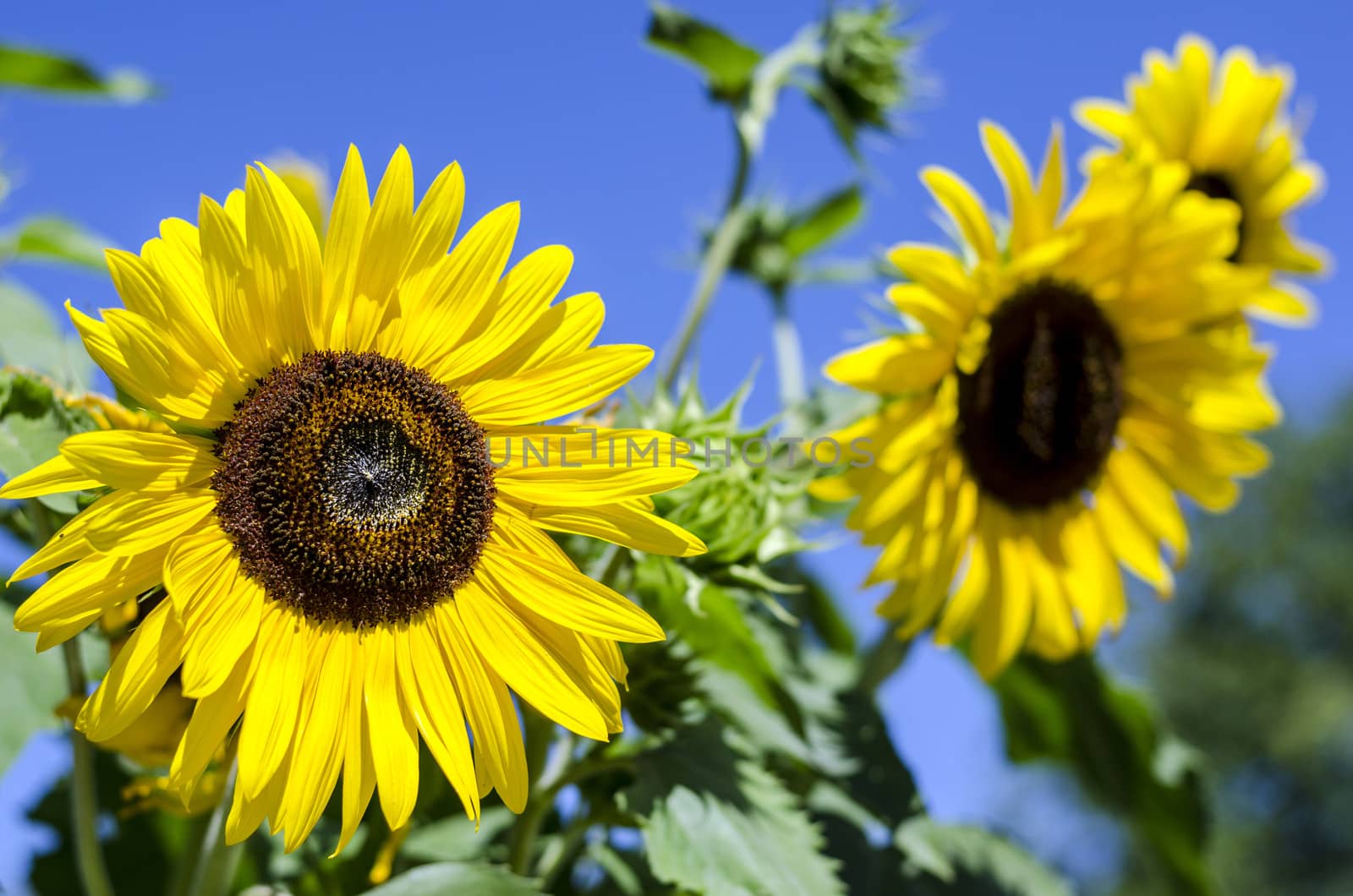 Close-up of sunflowers against a blue sky.