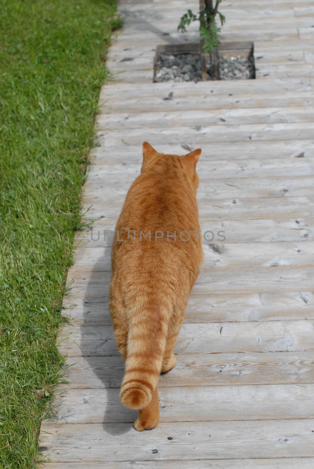 Cat walking on terrace