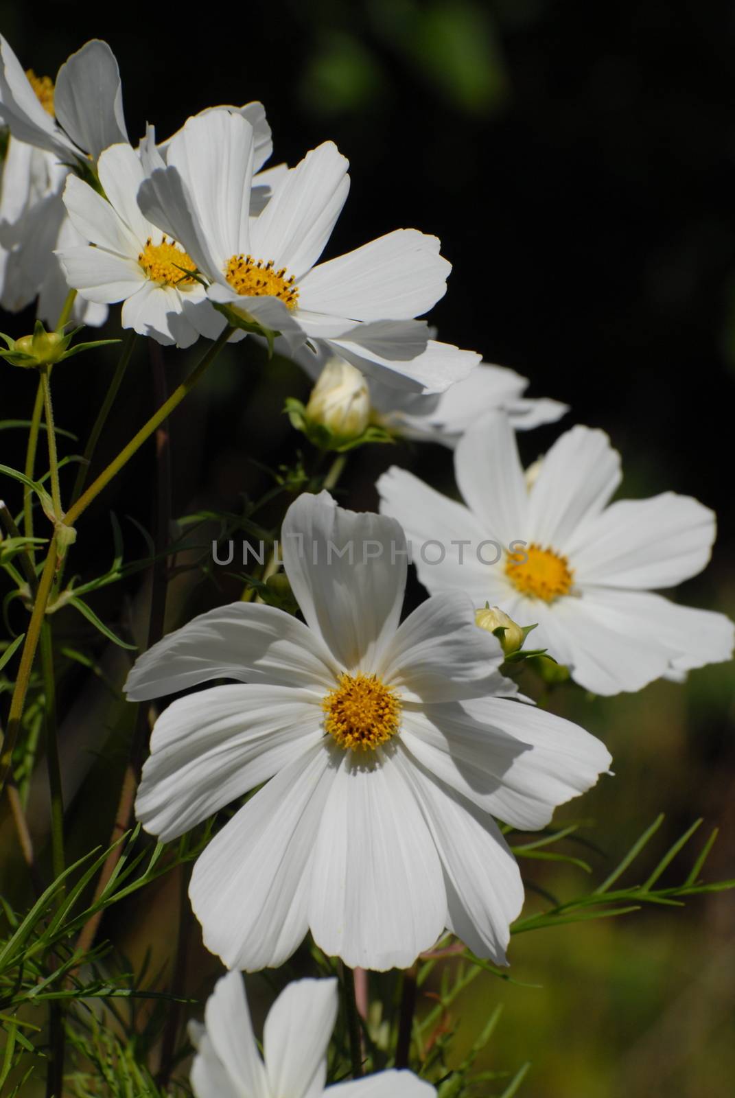 White garden flowers by Bildehagen