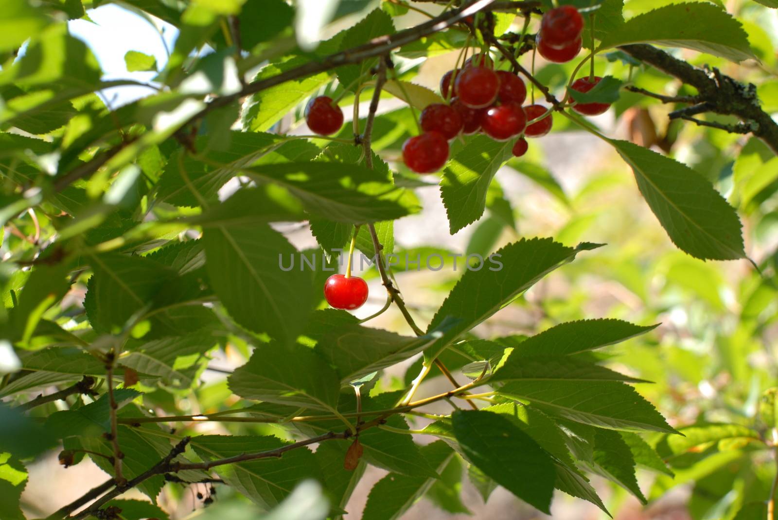 Cherry tree by Bildehagen