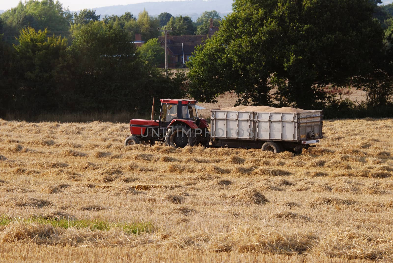 Tractor with a trailer full of grain in the field at harvest time