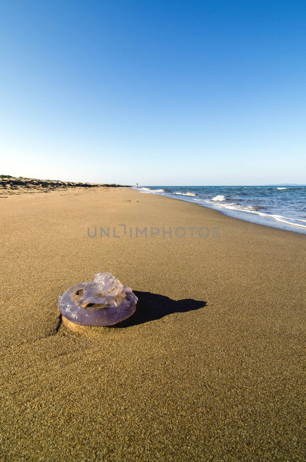 Washed up jellyfish by Anzemulec